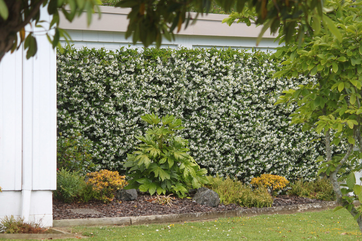 Trachelospermum jasminoides (4).jpg